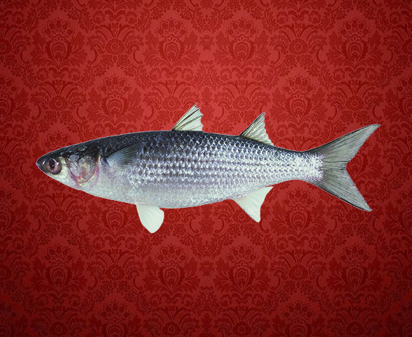 Geofferies Fishery Inc